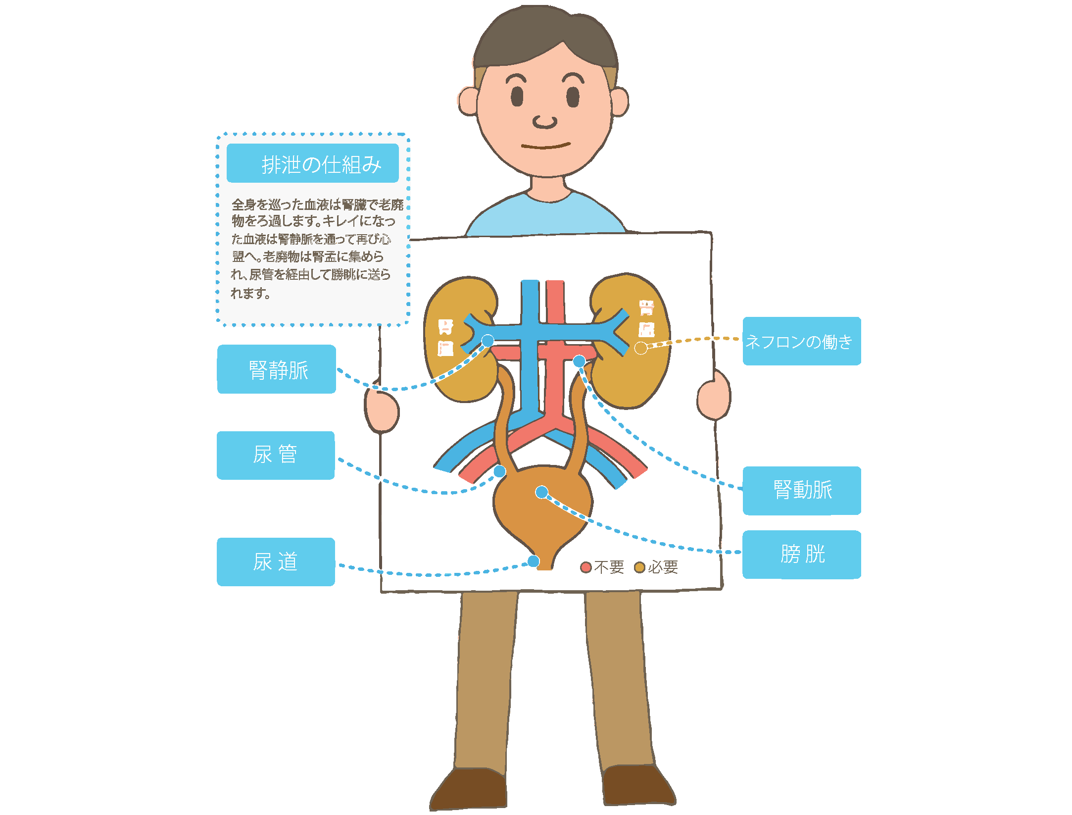 老廃物の排泄 老廃物の排泄