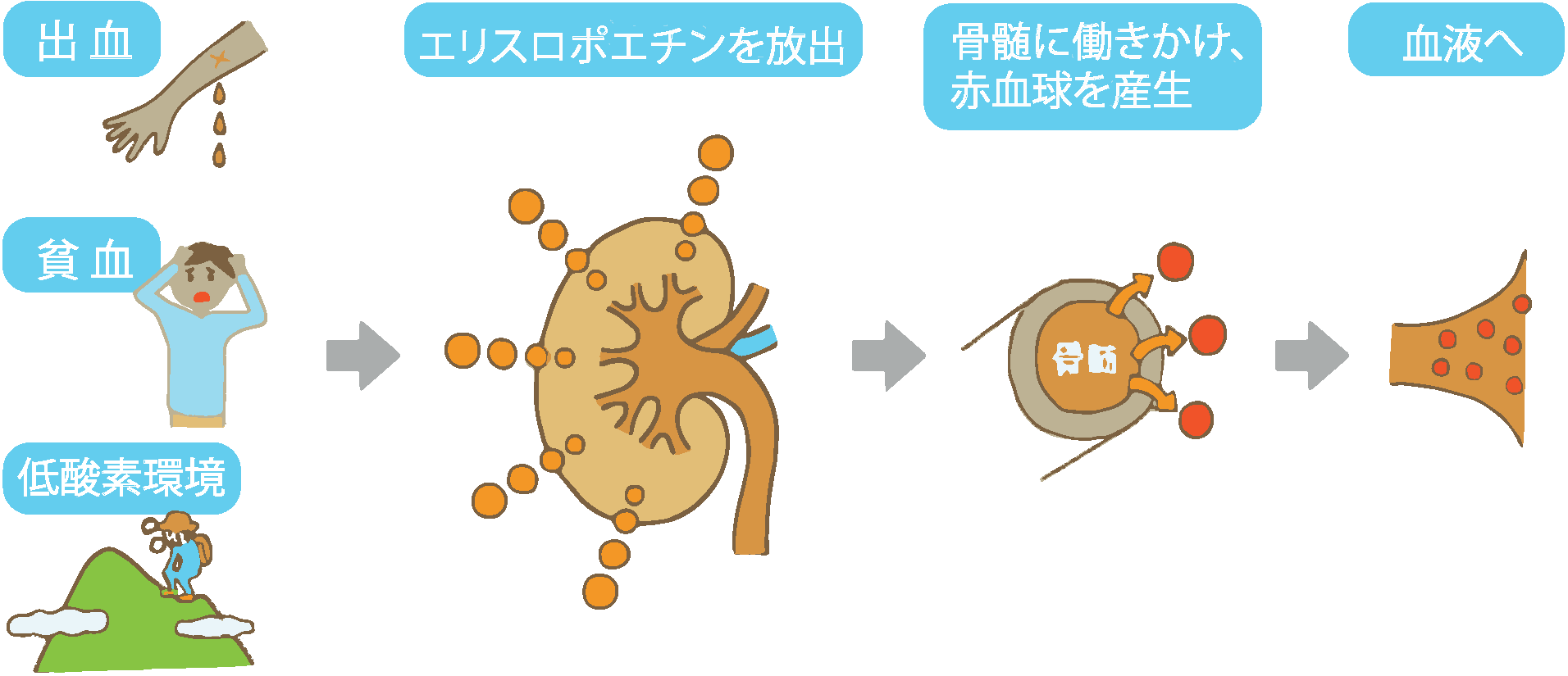 血液を作る 血液を作る