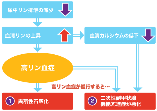 腎機能が低下すると・・・ 腎機能が低下すると・・・