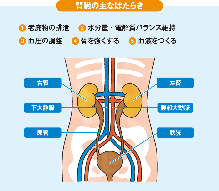 監修：東海大学医学部腎内分泌代謝内科 教授 深川雅史 先生